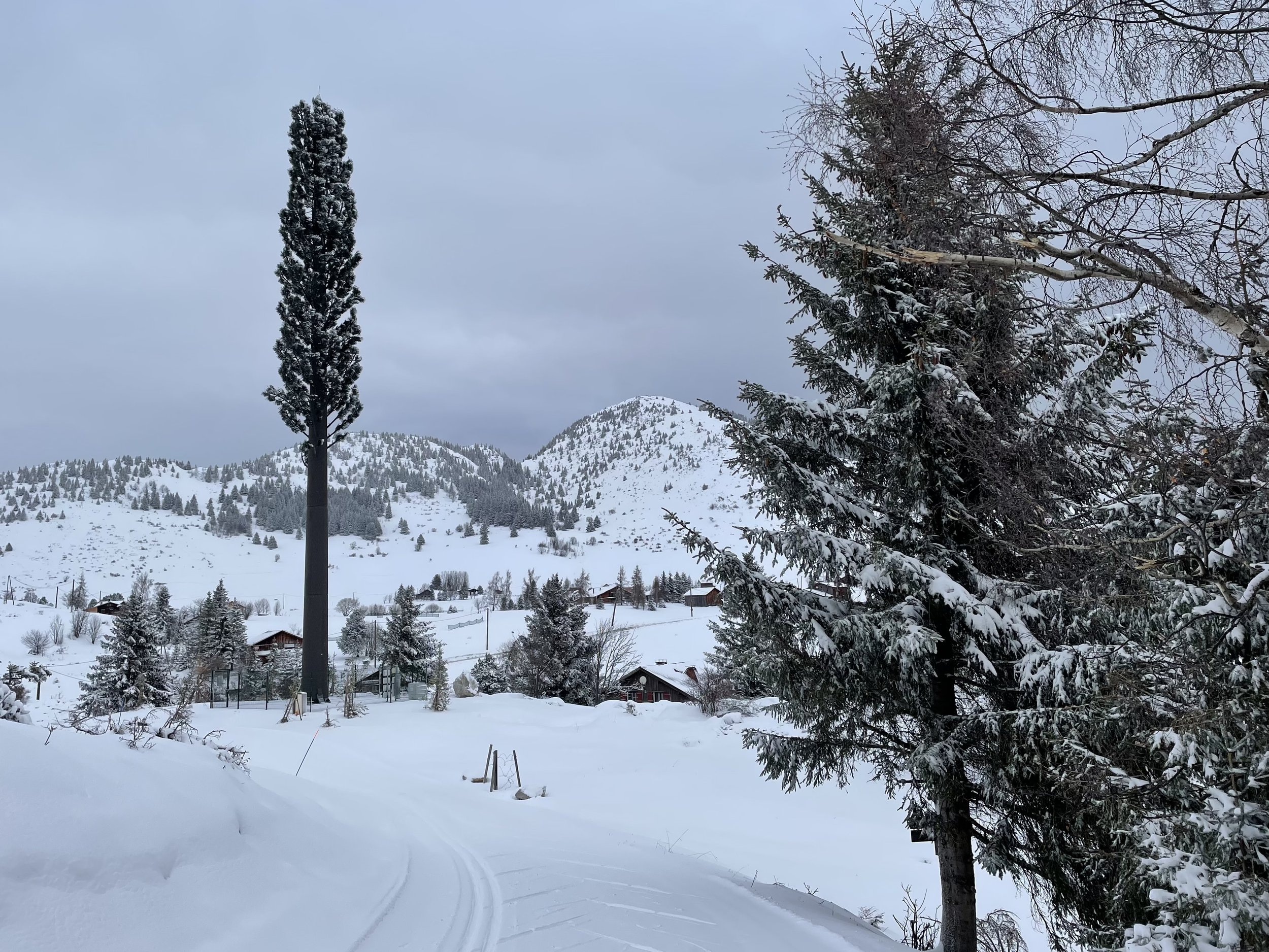 A phone antenna disguised as a fake tree